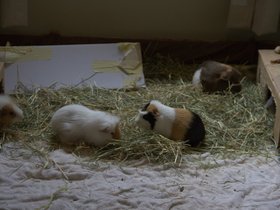 2020-05-27_0005 Cherie, Jess, Emily, Charlotte, a bit of Harriet.jpg